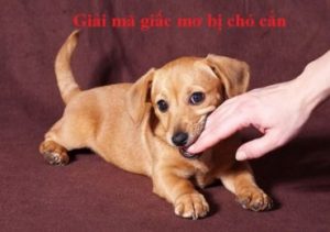 Bị chó cắn đánh đề con gì, số mấy?